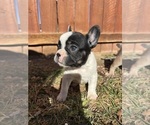 Small #1 French Bulldog