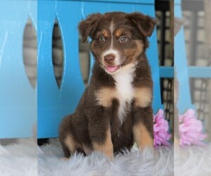 Miniature Australian Shepherd Puppy for sale in FREDERICKSBG, OH, USA