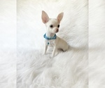 Small #3 Chihuahua