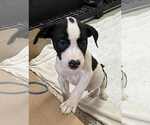 Small #2 American Boston Bull Terrier