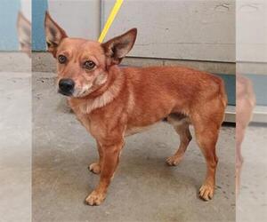 Chihuahua Dogs for adoption in Camarillo, CA, USA