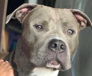 Father of the American Bully puppies born on 10/16/2025