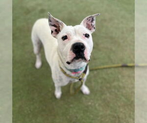 Mutt Dogs for adoption in Las Vegas, NV, USA