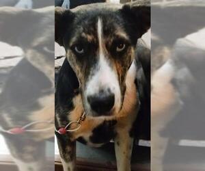 Dutch Shepherd -Unknown Mix Dogs for adoption in San Antonio, TX, USA