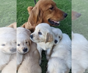 Mother of the Golden Retriever puppies born on 05/23/2022