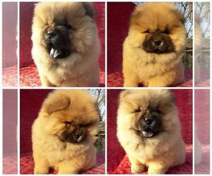 Chow Chow Puppy for sale in KLEIN, TX, USA