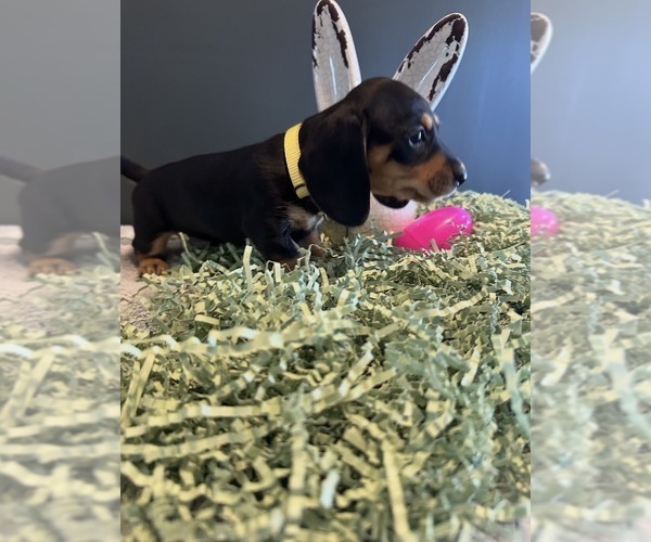 Medium Photo #2 Dachshund Puppy For Sale in AYLETT, VA, USA