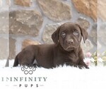 Small #2 Labrador Retriever