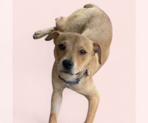 Labrador Retriever-Unknown Mix Dogs for adoption in Rockville, MD, USA