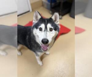 Siberian Husky Dogs for adoption in Chula Vista, CA, USA
