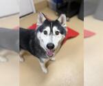 MISSY - Female Siberian Husky Dog for Adoption - Small photo