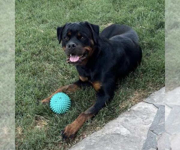 Medium Photo #7 Rottweiler Puppy For Sale in San Diego, CA, USA