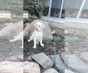 Labrador Retriever Puppy for sale in THORP, WI, USA