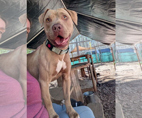 Medium Photo #1 Mutt Puppy For Sale in McCormick, SC, USA