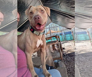 Mutt Dogs for adoption in McCormick, SC, USA