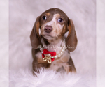 Small Photo #90 Dachshund Puppy For Sale in WARSAW, IN, USA