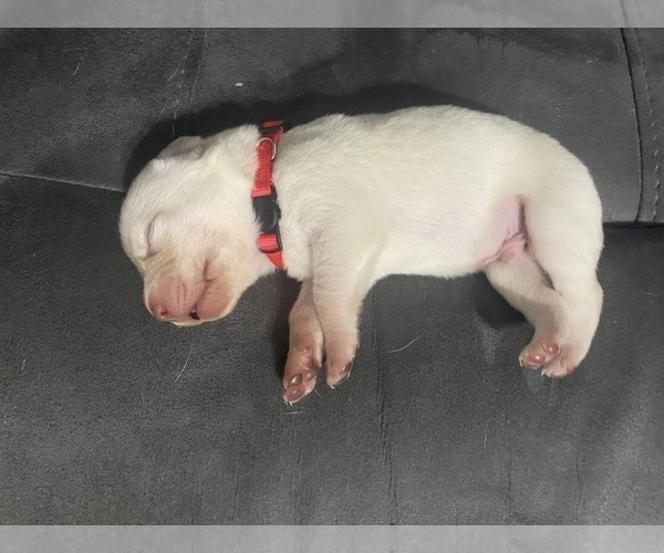 Medium Photo #20 Labrador Retriever Puppy For Sale in WILDWOOD, FL, USA