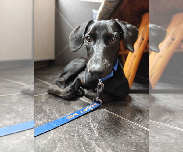 Medium Photo #4 Labrador Retriever-Unknown Mix Puppy For Sale in Fort Worth, TX, USA