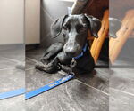 Small #3 Labrador Retriever Mix