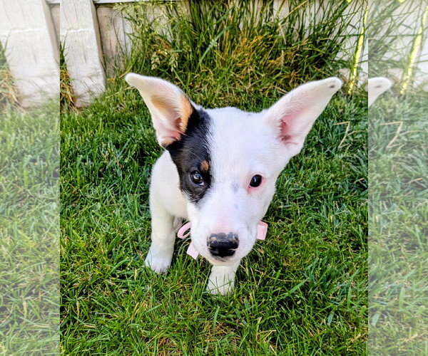 Medium Photo #9 Border Collie-Unknown Mix Puppy For Sale in Sandy, UT, USA