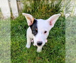 Small #8 Border Collie Mix