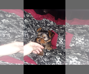 Yorkshire Terrier Puppy for sale in LEBANON, OR, USA