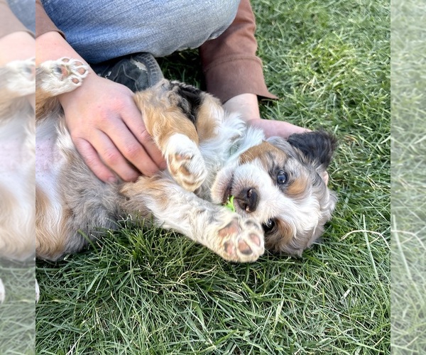 Medium Photo #4 Bernedoodle (Miniature) Puppy For Sale in ROY, UT, USA