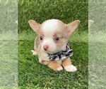 Small #13 Chihuahua