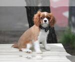 Small Photo #1 Cavalier King Charles Spaniel Puppy For Sale in INTERCHANGE SQUARE, FL, USA