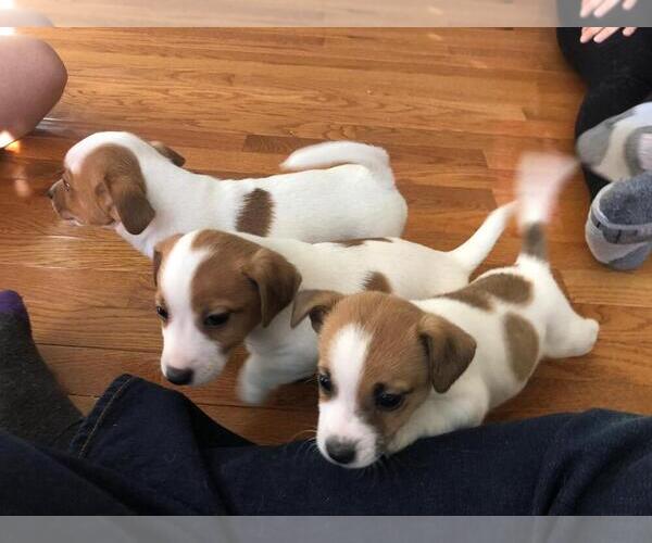 Medium Photo #11 Jack Russell Terrier Puppy For Sale in CHANTILLY, VA, USA