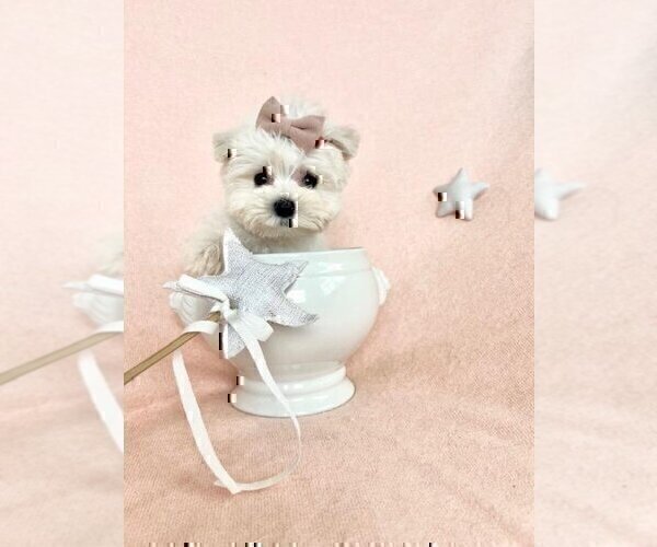 Medium Photo #6 Maltese Puppy For Sale in MIAMI, FL, USA
