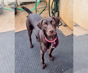 German Shorthaired Pointer Dogs for adoption in Corona, CA, USA