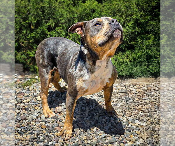 Medium Photo #3 Bulldog Puppy For Sale in Albuquerque, NM, USA