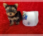 Small Photo #3 Yorkshire Terrier Puppy For Sale in WHITTIER, CA, USA