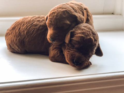 Medium Photo #1 Goldendoodle Puppy For Sale in MIDLOTHIAN, VA, USA