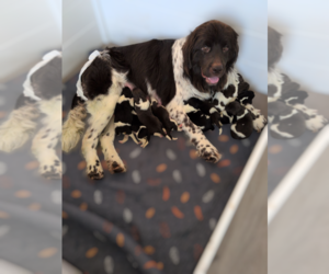 Mother of the Newfoundland puppies born on 08/28/2025