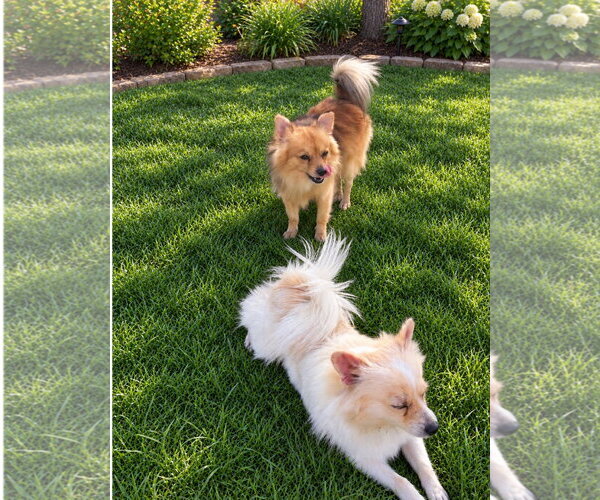 Medium Photo #3 Pomeranian-Unknown Mix Puppy For Sale in Grafton, WI, USA
