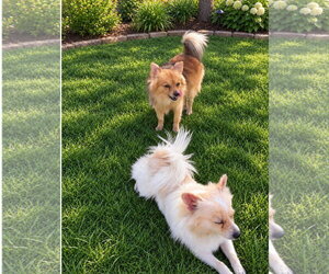 SPONSOR OR FOSTER ME - Bentley - Male Pomeranian-Unknown Mix Dog for Adoption - Photo #3
