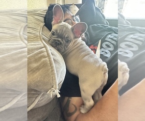 French Bulldog Puppy for sale in WEATHERFORD, TX, USA