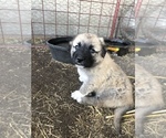 Small #1 Anatolian Shepherd-Great Pyrenees Mix