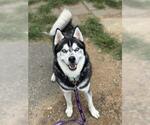 Small #23 Siberian Husky Mix