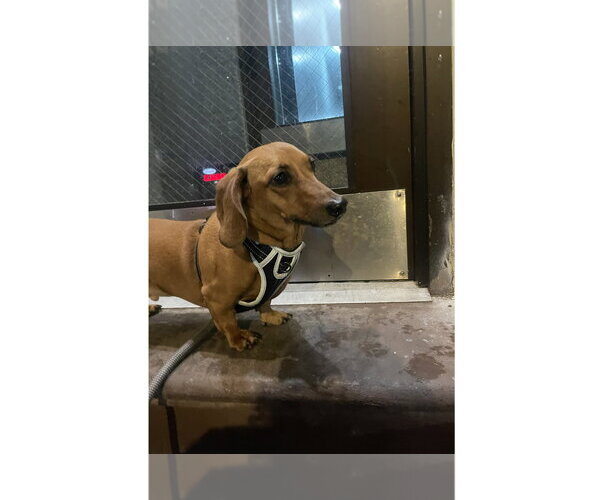 Medium Photo #2 Dachshund Puppy For Sale in Fruitland, SC, USA