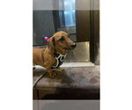 Small Photo #2 Dachshund Puppy For Sale in Fruitland, SC, USA