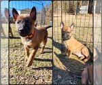 Small Photo #3 Belgian Malinois Puppy For Sale in MARION, LA, USA