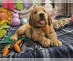 Small Photo #1 Golden Retriever Puppy For Sale in CUMMING, GA, USA