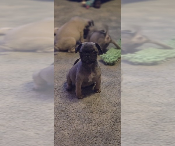 Medium Photo #3 Frenchie Pug Puppy For Sale in CLINTON, MO, USA