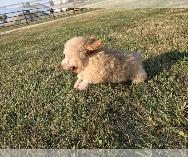 Medium Photo #8 Poodle (Toy) Puppy For Sale in CARLYLE, IL, USA