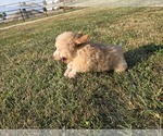 Small #7 Poodle (Toy)