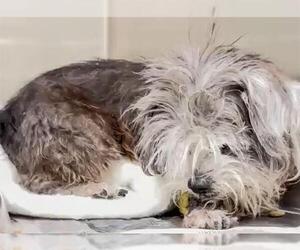 Shih Tzu Dogs for adoption in Houston, TX, USA