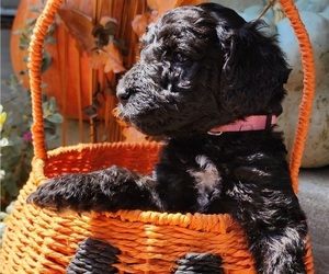 Doodle-Goldendoodle Mix Puppy for sale in WACO, TX, USA